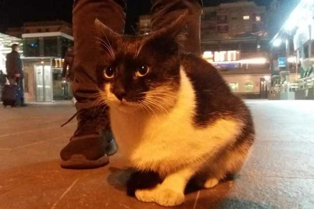 Bari, la storia di Batman e Felix: i due gattini adottati dai ferrovieri della Stazione